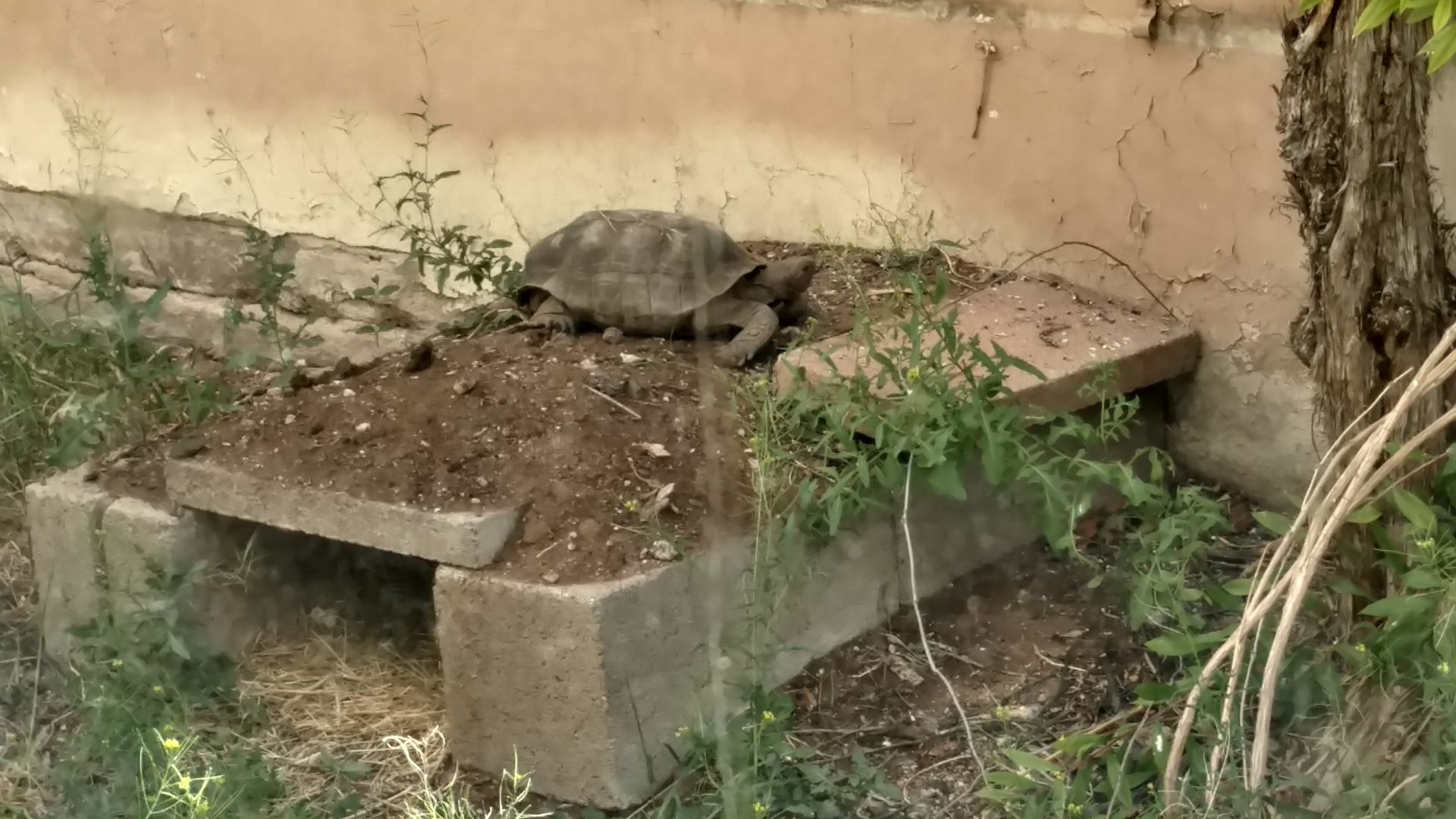 Readers share their desert tortoise photos